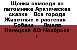 Щенки самоеда из питомника Арктическая сказка - Все города Животные и растения » Собаки   . Ямало-Ненецкий АО,Ноябрьск г.